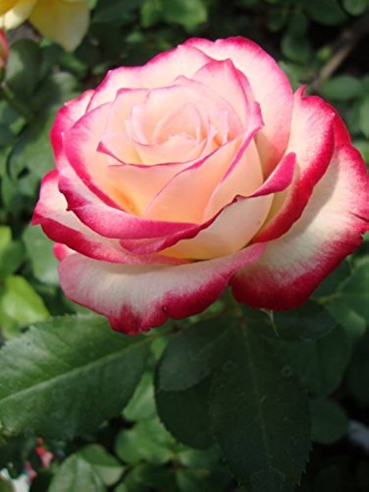 White Pink Rose seeds for planting – flowering plant seeds with soft white and pink petals, dense green foliage, ideal for gardens, borders, and containers